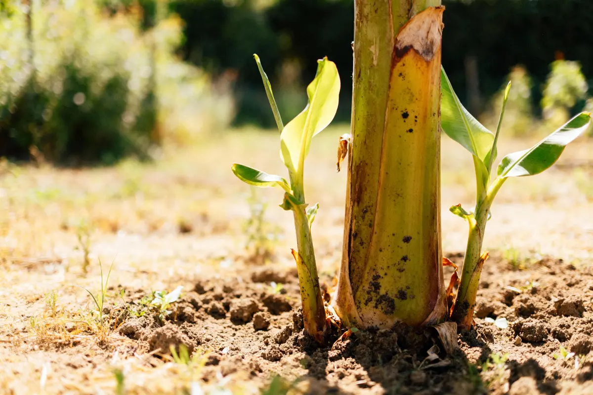 Jeune plant de bananier poussant dans un sol sec, éclairé par le soleil, fond flou.