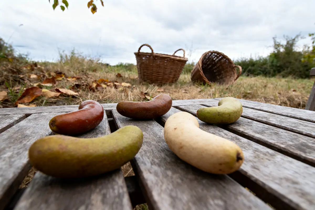 Fruits exotiques en forme de croissant sur table en bois, paniers en osier au second plan.