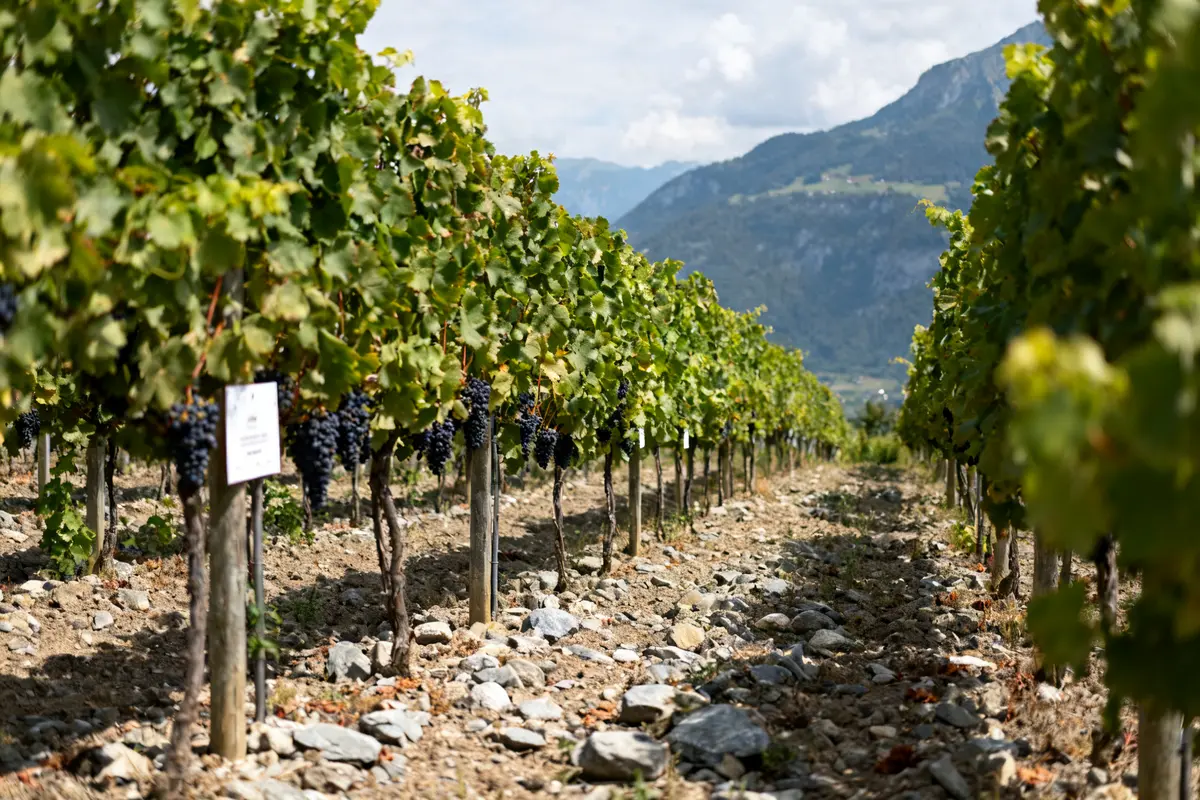 Silvado : le vin bio savoyard sincère, minéral et unique