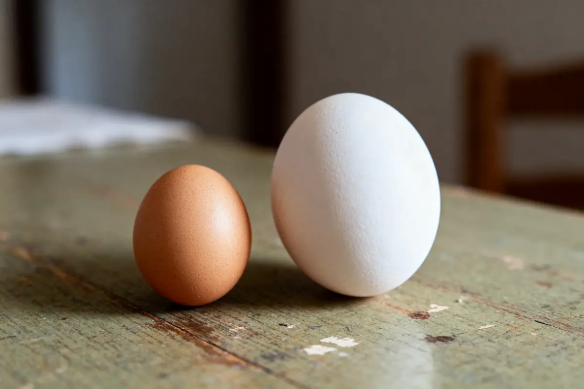 Calorie d’un œuf : Quelle valeur nutritionnelle selon la cuisson ?