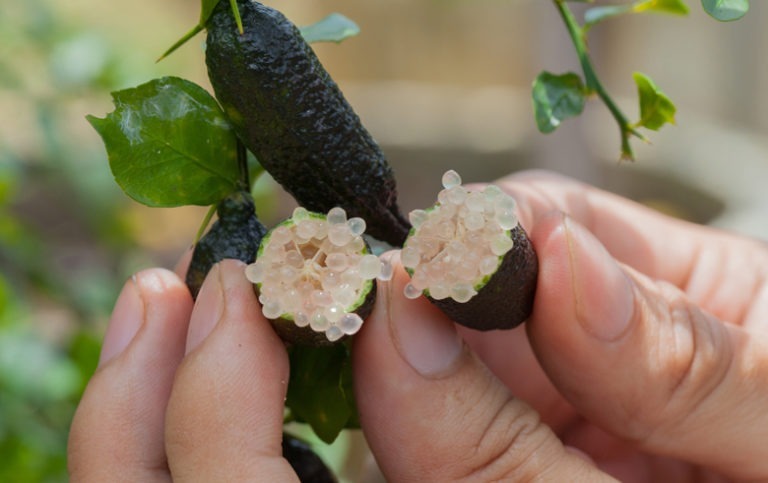 Citron caviar : pourquoi un tel prix et comment il se calcule au kilo