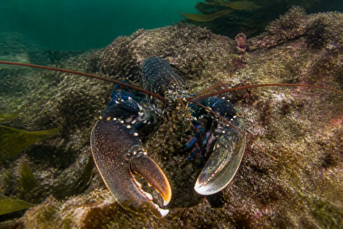 Homards : Comment les choisir, cuisiner et préserver!